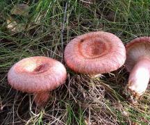 Шляпочные грибы: характеристика видов, строение и способы питания Шляпочные грибы образуют